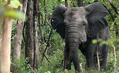 Parc National de Fazao